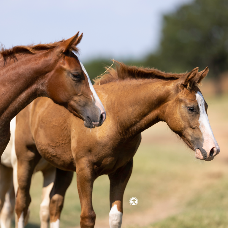 Colonels-Shining-Gun-8-1-21-TX-Trip05201-Edit-768x768